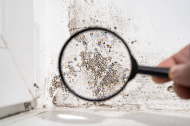 Best Environmental Consulting for Mold Prevention  in Park Hill, OK